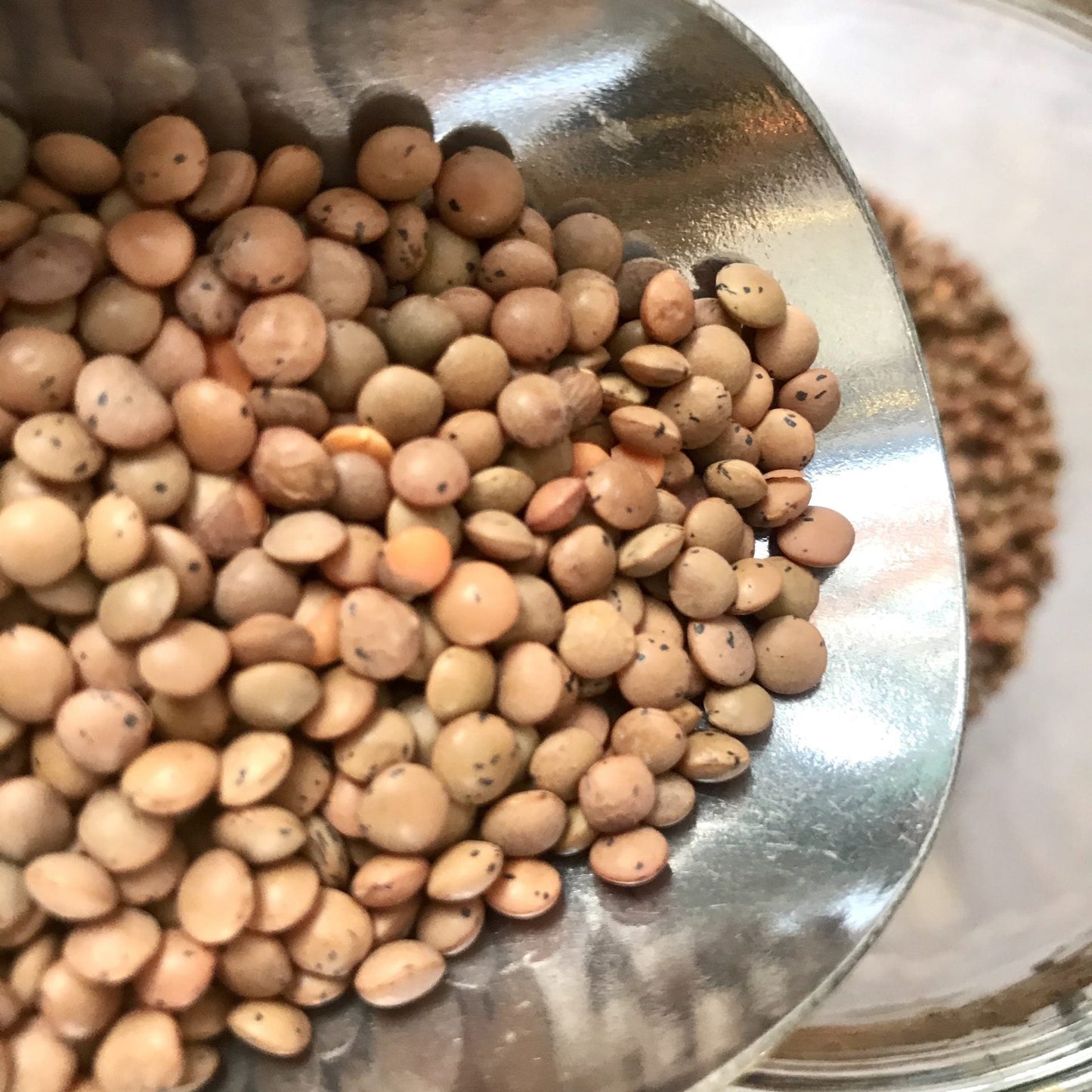 A close-up of brown lentil beans in a metal scoop being poured into a clear glass jar.