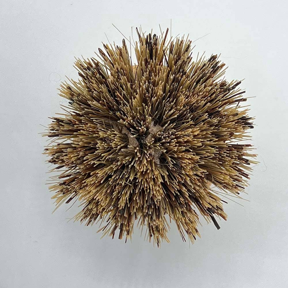 A round, spiky coir sisal pot brush bristles, photographed from above on a plain light background.